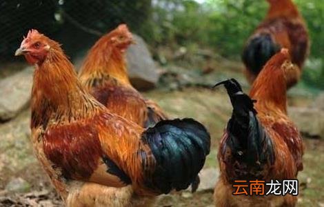 2015年养鸡赚钱吗？