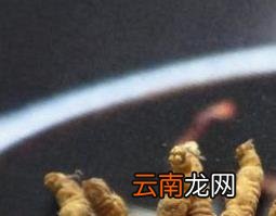 冬虫夏草的功效与作用及食用方法