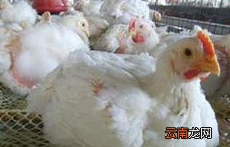 肉鸡不长肉怎么办
