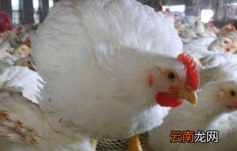 肉鸡不长肉怎么办