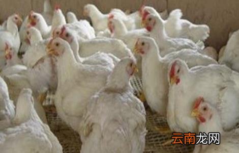 肉鸡不长肉怎么办