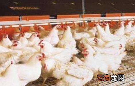 肉鸡不长肉怎么办