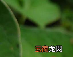 鱼腥草的功效与作用及食用方法