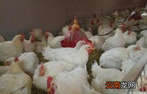 白羽肉鸡的饲养与管理