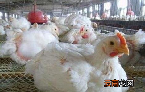 白羽肉鸡的饲养与管理