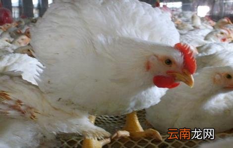 白羽肉鸡的饲养与管理