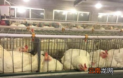 白羽肉鸡的饲养与管理