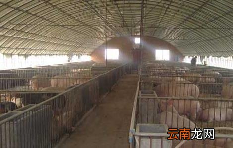 现代化生态养猪大棚建设