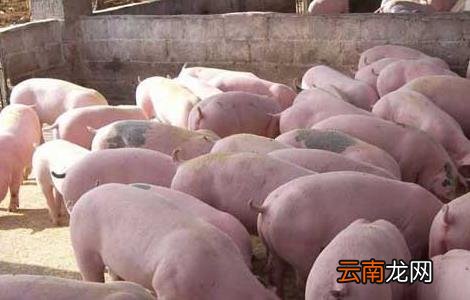 现代化生态养猪大棚建设