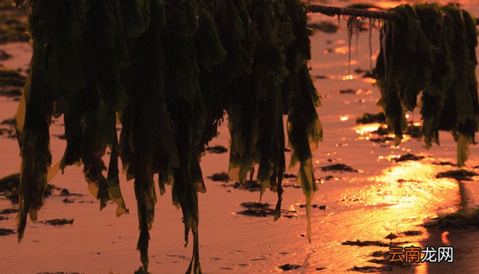 海苔和海带的区别 海苔和海带有什么不同