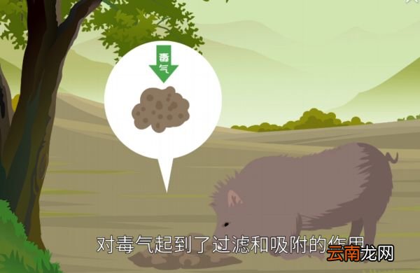 防毒面具是根据哪个动物发明的