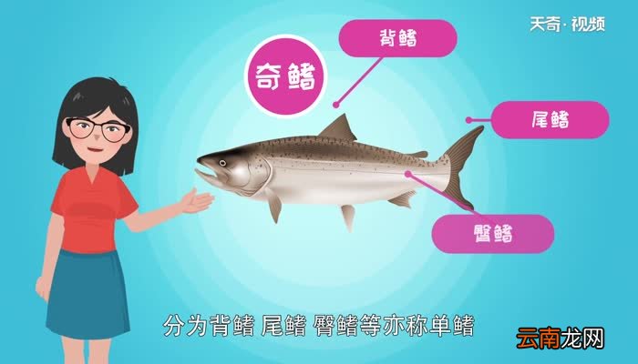鱼鳍的作用 鱼鳍的作用是什么