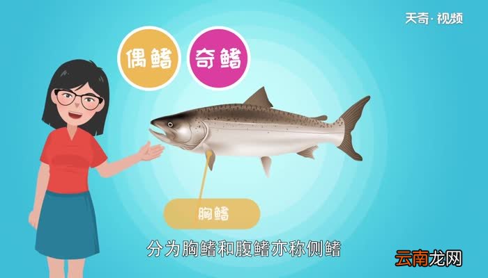 鱼鳍的作用 鱼鳍的作用是什么