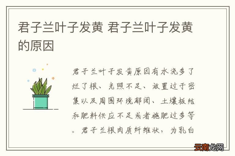 君子兰叶子发黄 君子兰叶子发黄的原因