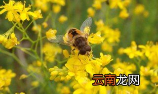 儿童急走追黄蝶下一句 儿童急走追黄蝶原文及译文