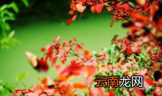 描写春花的诗句有哪些 关于描写春花的诗句有哪些