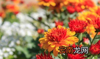 有关菊花的诗句 菊花古诗十首赏析