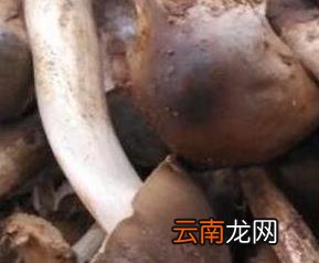 棕菌的功效与作用 棕菌与什么相克