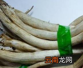 棕菌的功效与作用 棕菌与什么相克