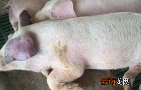 猪蓝耳病预防治疗方案