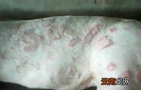 猪蓝耳病预防治疗方案