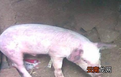 猪蓝耳病预防治疗方案