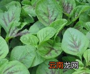 怎样清洗冬苋菜 冬苋菜怎么做好吃