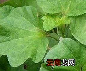 怎样清洗冬苋菜 冬苋菜怎么做好吃