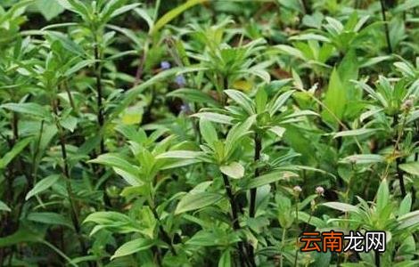 养猪常用的中草药