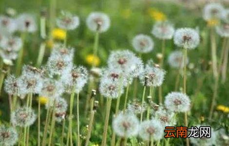养猪常用的中草药