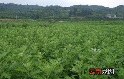 养猪常用的中草药