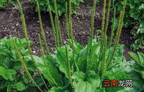 养猪常用的中草药
