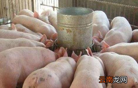 养猪常用的中草药