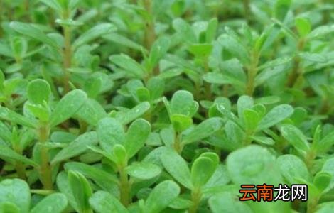 养猪常用的中草药