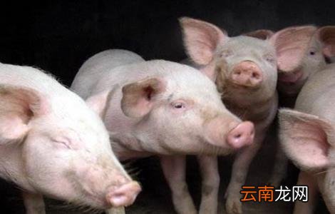 猪疫苗过敏怎么办