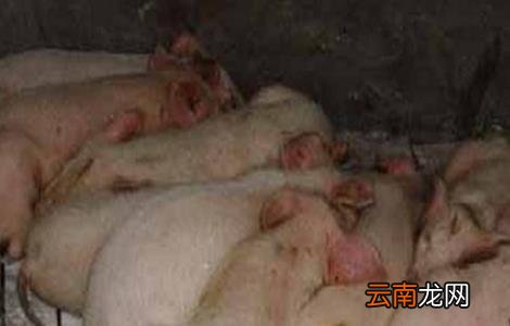 猪疫苗过敏怎么办