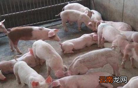 猪疫苗过敏怎么办