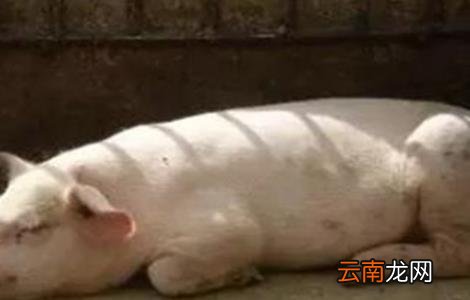 猪疫苗过敏怎么办