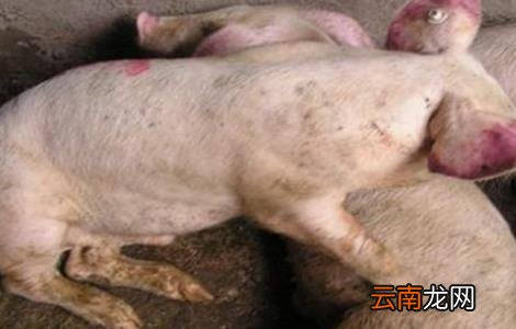 猪疫苗过敏怎么办