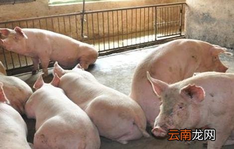 育肥猪长得慢的原因
