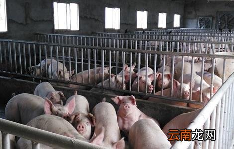 育肥猪长得慢的原因