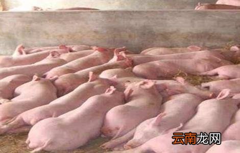 育肥猪长得慢的原因
