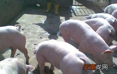 育肥猪长得慢的原因