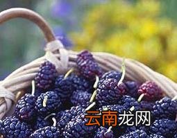 桑葚介绍 桑葚的功效与作用