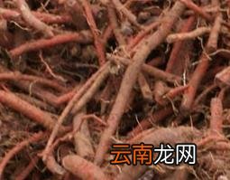 什么是丹参 丹参的功效和作用