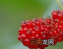 女贞子的功效作用与药用价值