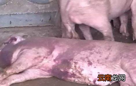 猪亚硝酸盐中毒怎么办