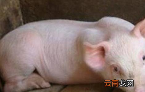 猪亚硝酸盐中毒怎么办