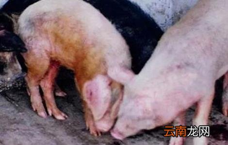猪亚硝酸盐中毒怎么办