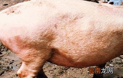猪亚硝酸盐中毒怎么办